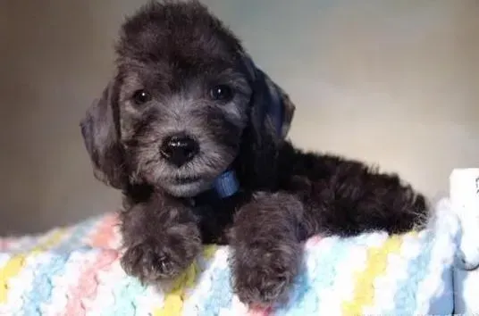 贵宾犬|感谢有你 请给老年贵宾犬一个舒适的晚年生活