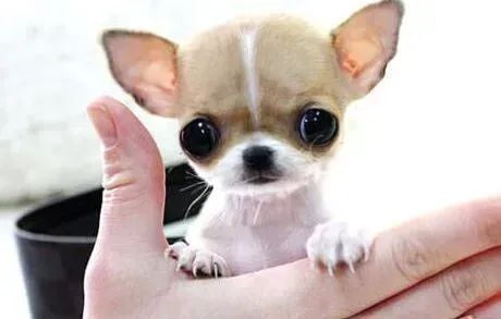 吉娃娃|吉娃娃不吃不喝无缘无故阵痛是怎么回事