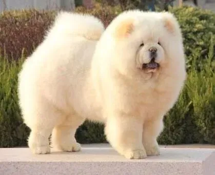 松狮犬|最近松狮犬不爱吃饭，没事吧
