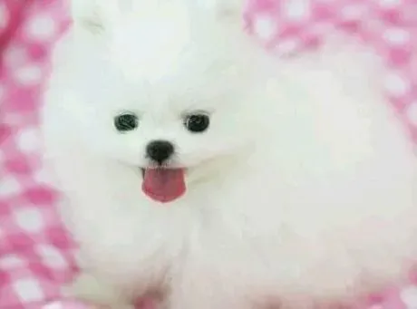 博美犬|如何给博美犬场地进行灭毒杀菌的工作