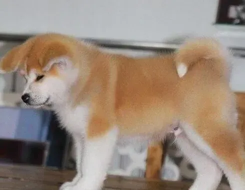秋田犬|带着秋田犬外出锻炼要避免哪些问题