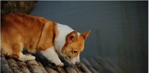 柯基犬多少钱 价格和地区血统有着关系 | 柯基犬
