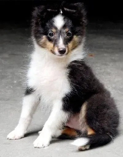 喜乐蒂|如何让喜乐蒂犬学会作揖，向主人表示感谢