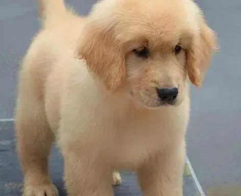 金毛|饲养金毛犬必备四款人气骨头玩具