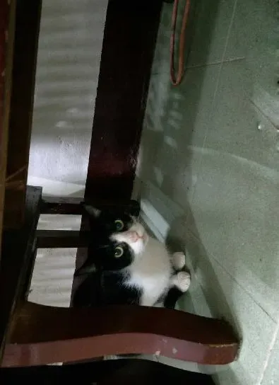 相处将近一年的时间 咪宝靠近家人还玩起击掌 | 猫