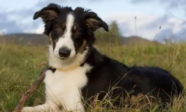 边境牧羊犬大便黑色 黑色便有可能是血便 | 边境牧羊犬