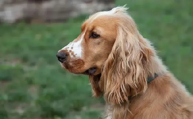 可卡犬|可卡犬有哪些食物不可吃