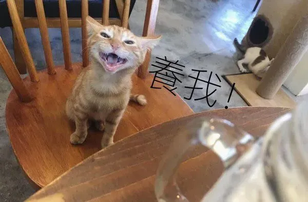 超萌小橘猫跳上椅子想讨吃 超萌表情被做养我图 | 猫