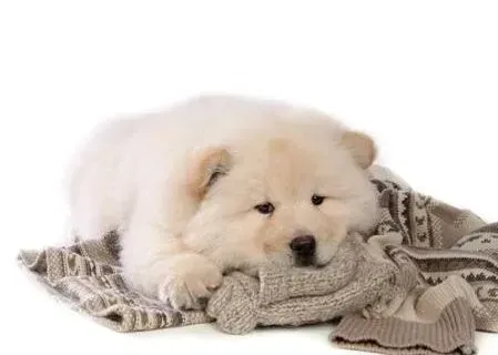 松狮犬|矫正松狮犬的异食癖有哪些有效的方法