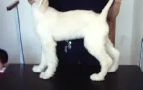阿富汗猎犬|阿富汗猎犬突然拉黑色稀便是什么情况