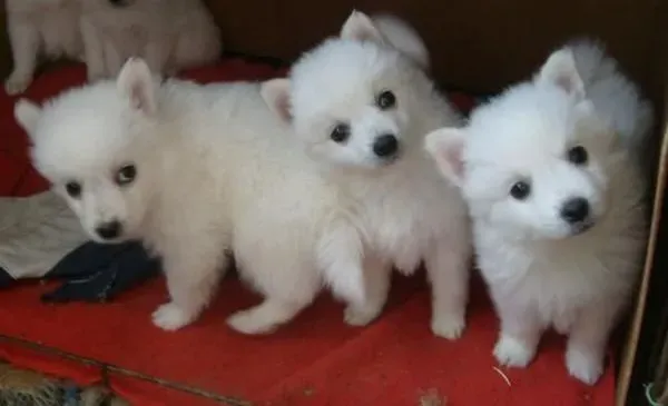 银狐犬|关于银狐犬应该怎么喂食的问题
