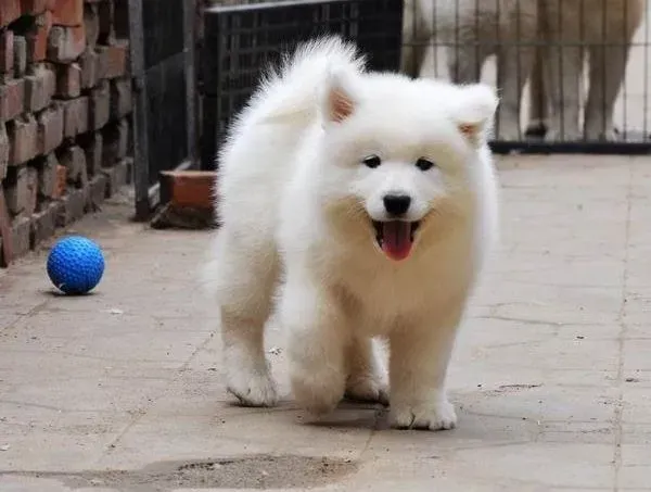 萨摩耶|萨摩耶初期得了犬瘟能否治愈