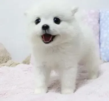 银狐犬|银狐犬喜欢乱咬人的原因详解