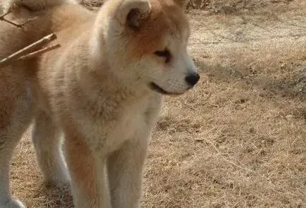 秋田犬|秋田犬轻松学会拜拜技能 瞬间成为乖巧宝贝