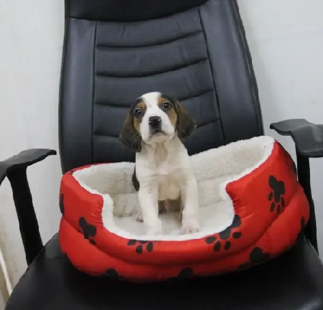 比格犬|怎样用小奖励让比格犬保持安静