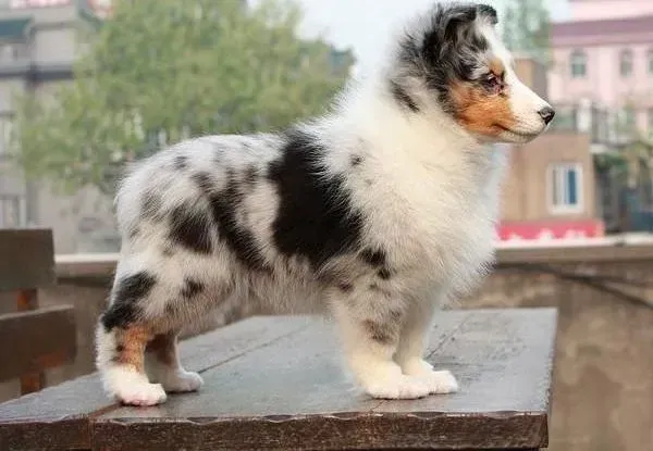 喜乐蒂|怎样选择最适合喜乐蒂犬的狗链