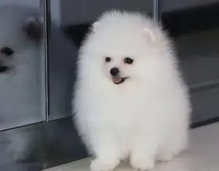 博美犬|生活中的哪些物品对博美犬的健康有损害