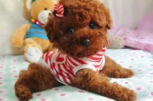泰迪犬|怎样通过症状分辨泰迪犬的真假感冒