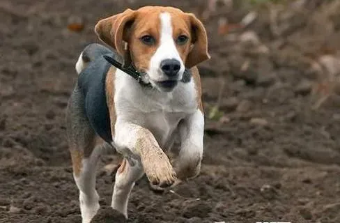 比格犬|训练全攻略之如何训练比格犬学会保护主人