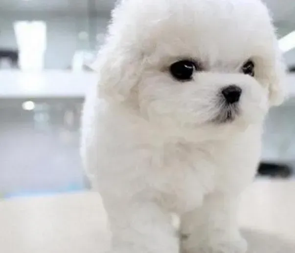 比熊犬|母比熊犬什么时候交配易怀孕