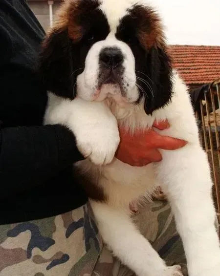 圣伯纳犬|给圣伯纳犬科学的做个美容吧