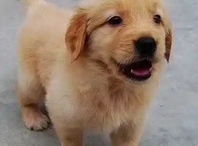 金毛|金毛犬每年要打的是什么针