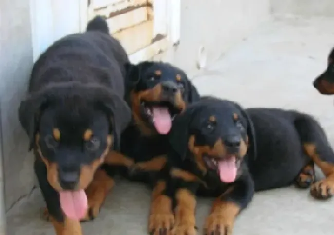 罗威纳犬|怎么解决罗威纳犬不喝水的现象