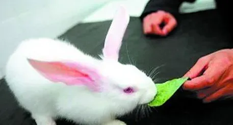 兔子吃苹果 水果会增加肠道负担 | 兔子