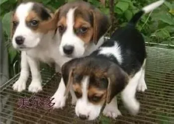 比格犬|喂养比格犬不可忽视细节问题