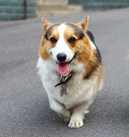 柯基犬|柯基犬一直叫怎么办