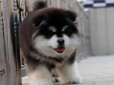 阿拉斯加犬|阿拉斯加犬可以吃杂粮 炸鸡之类的食物吗