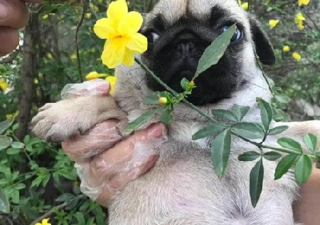 巴哥犬|剃光毛发可以帮助巴哥犬消暑解热吗