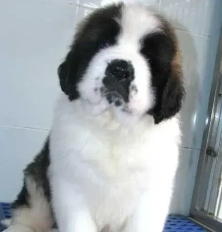 圣伯纳犬|圣伯纳犬最近不爱吃饭该怎么办