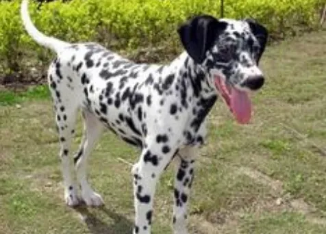 大麦町犬能长多大 理想的肩高约为19到23英寸 | 大麦町犬