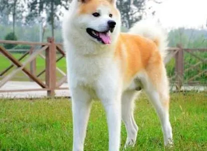 秋田犬|了解秋田犬的生活习惯，方便你的饲养