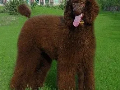 贵宾犬|老年贵宾犬的照顾及护理