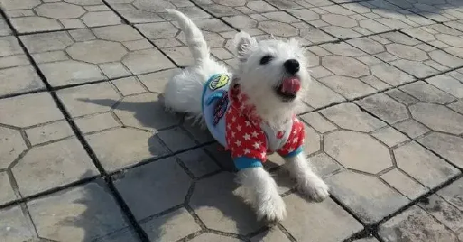 西高地|为什么西高地犬不能使用人类的沐浴产品