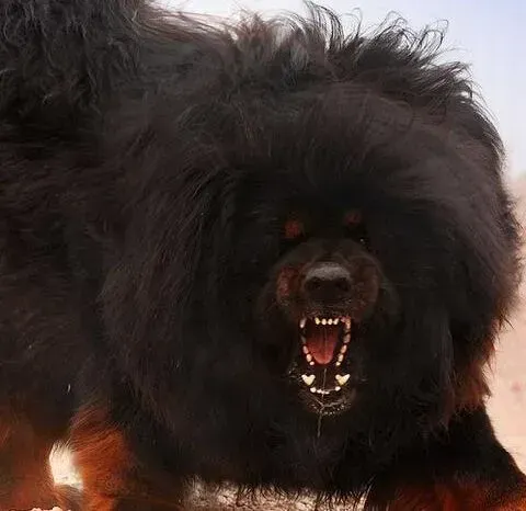 藏獒|美丽新世界 怎样美容让藏獒变的美丽动人