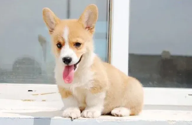 柯基犬|如何用最科学的方法给柯基犬洗澡