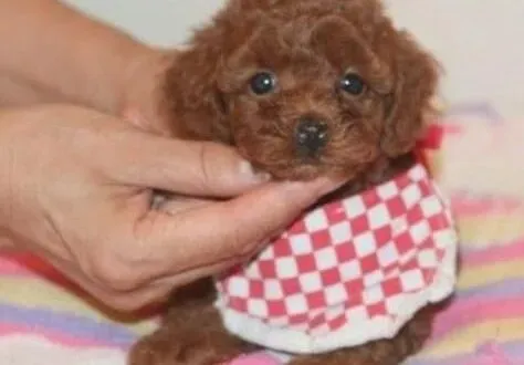 贵宾犬|怎样为贵宾犬选择合适它带的项圈