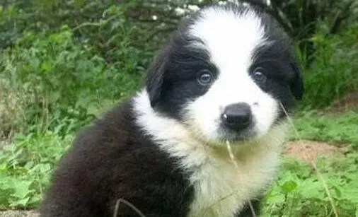 边境牧羊犬|边境牧羊犬四肢抽搐口吐白沫是什么病