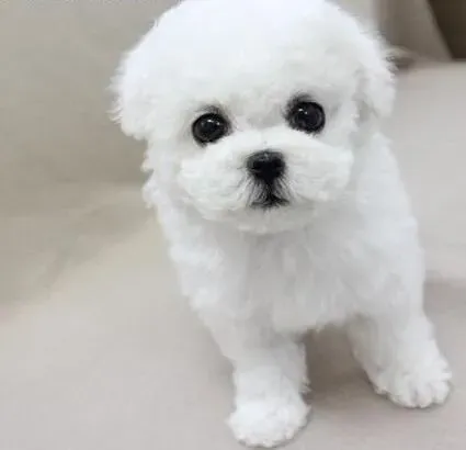比熊犬|比熊犬总是咳嗽怎么办