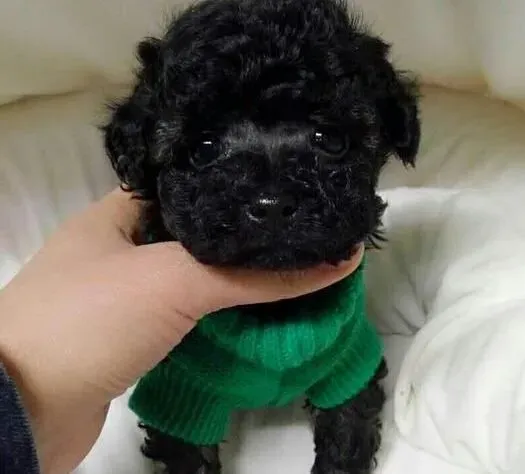 贵宾犬|青年贵宾犬养育和护理完全手册