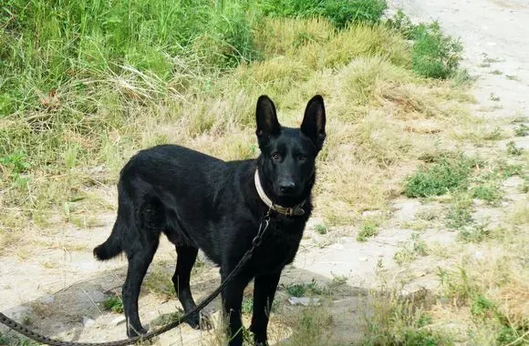 黑熊犬和比利时牧羊犬的区别 黑熊犬头大嘴宽 | 黑熊犬