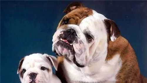 英国斗牛犬幼犬的饲养方法 发育的阶段注意事项 | 英国斗牛犬