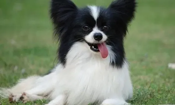 蝴蝶犬|长期食用动物肝脏对蝴蝶犬的危害