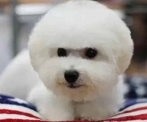比熊犬|比熊犬吃自己的便便是缺什么营养