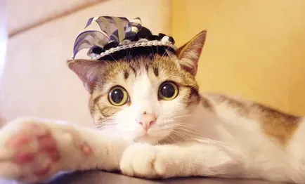 家中有猫臭味怎样消除 教会猫咪自己上厕所 | 猫