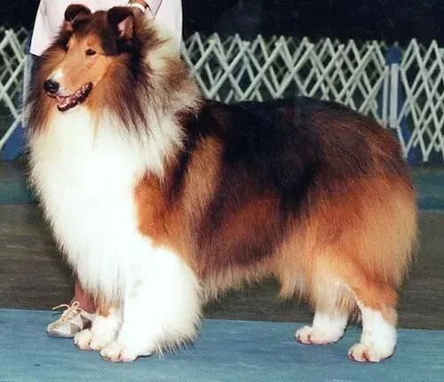 苏格兰牧羊犬|苏格兰牧羊犬随地大小便怎么管教