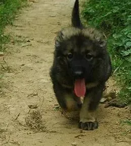 高加索犬|高加索犬不睡觉只喝水是不是生病了